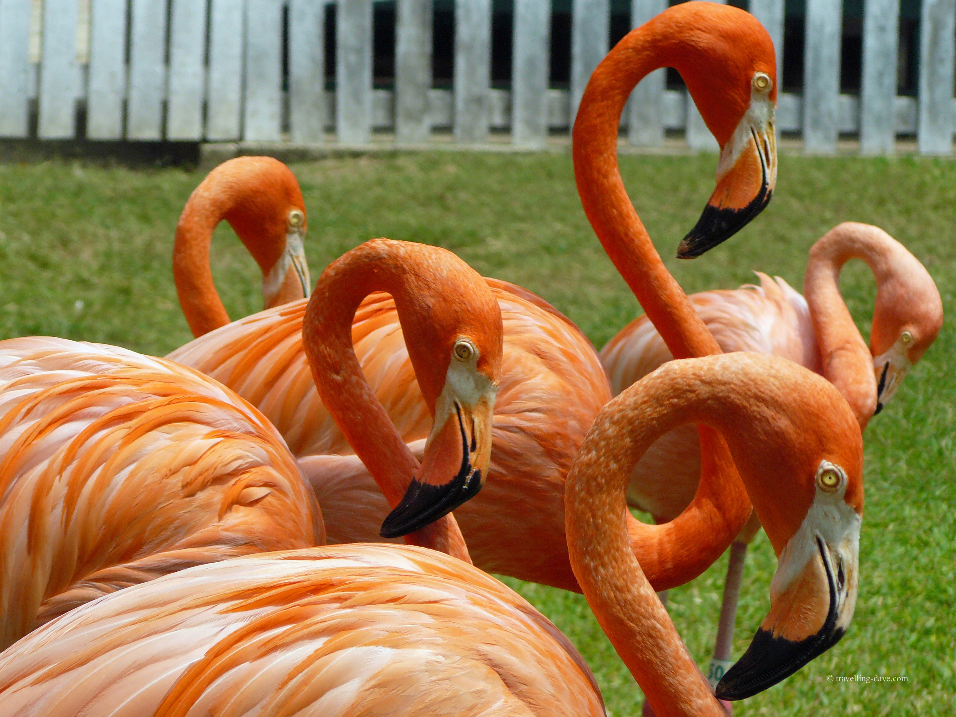 The famous marching flamingo of Ardastra Gardens in Nassau, Bahamas