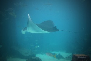 A manta ray swimming at Atlantis Resort Aquarium in the Bahamas.