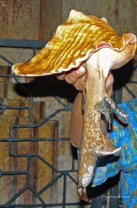 Looking at a live conch at Nassau in the Bahamas