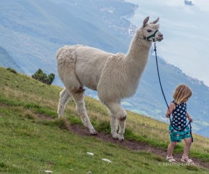A little girl and an alpaca in Italy