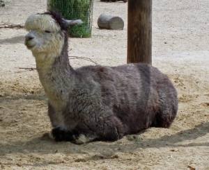 One of London Zoo alpacas