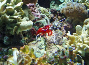 Looking into one of London Zoo Aquarium tanks