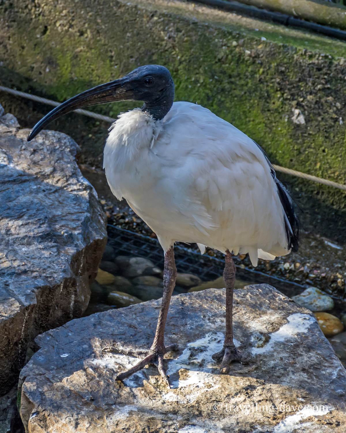 One of Snowdon Aviary birds