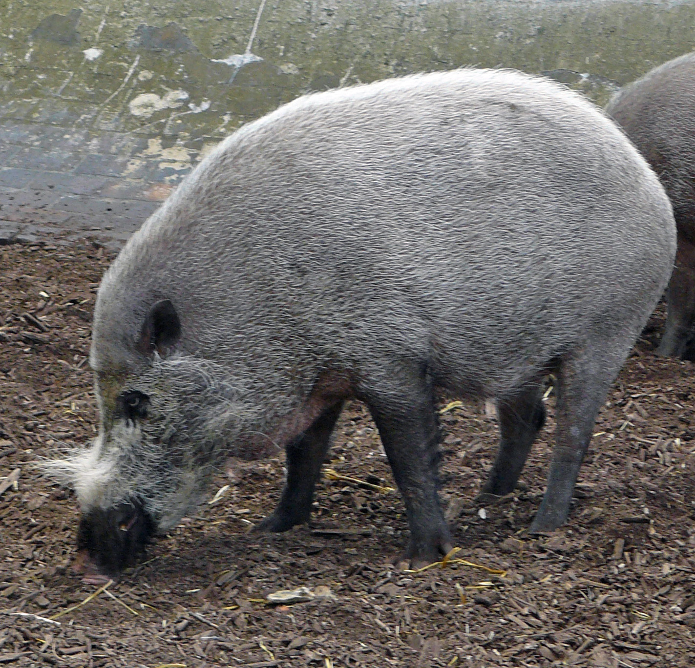 One of London Zoo bearded pigs
