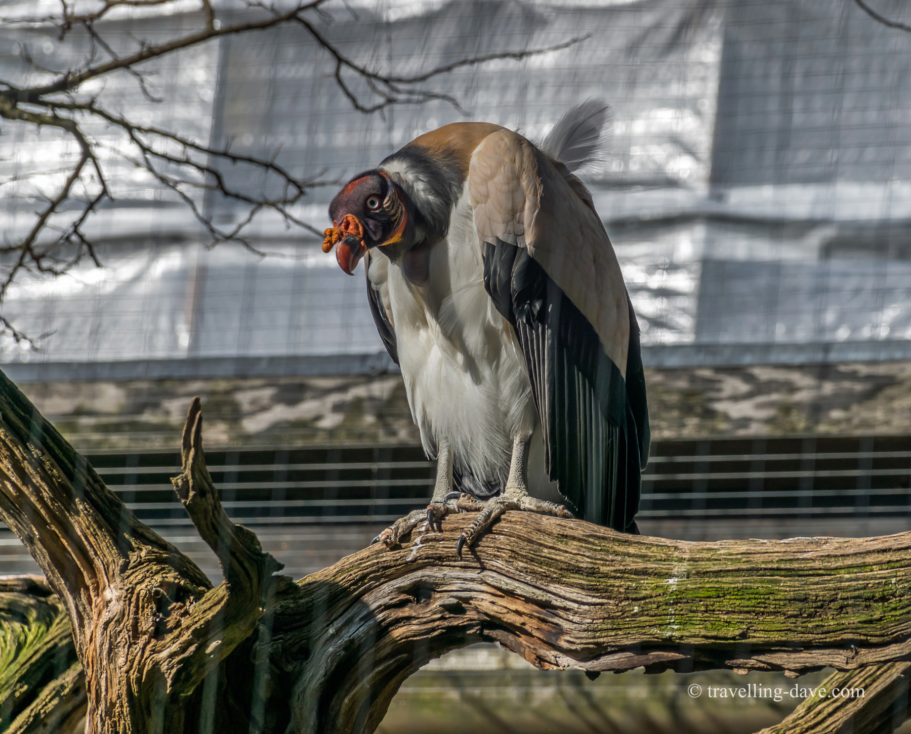 One of Snowdon Aviary resident birds