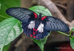 A black and red butterfly at London Zoo