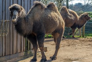 Two of London Zoo camels