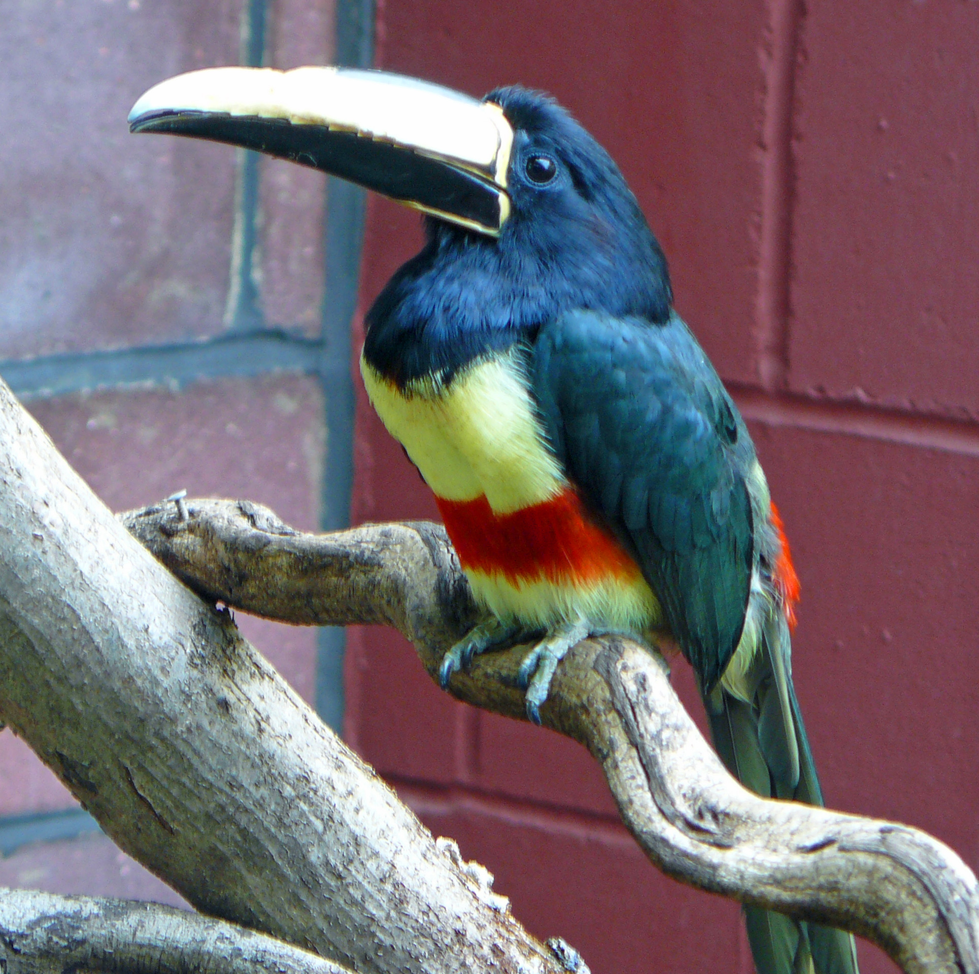 A bird in the African Bird Safari enclosure at London Zoo