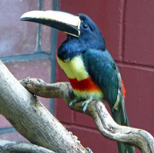 A bird in the African Bird Safari enclosure at London Zoo