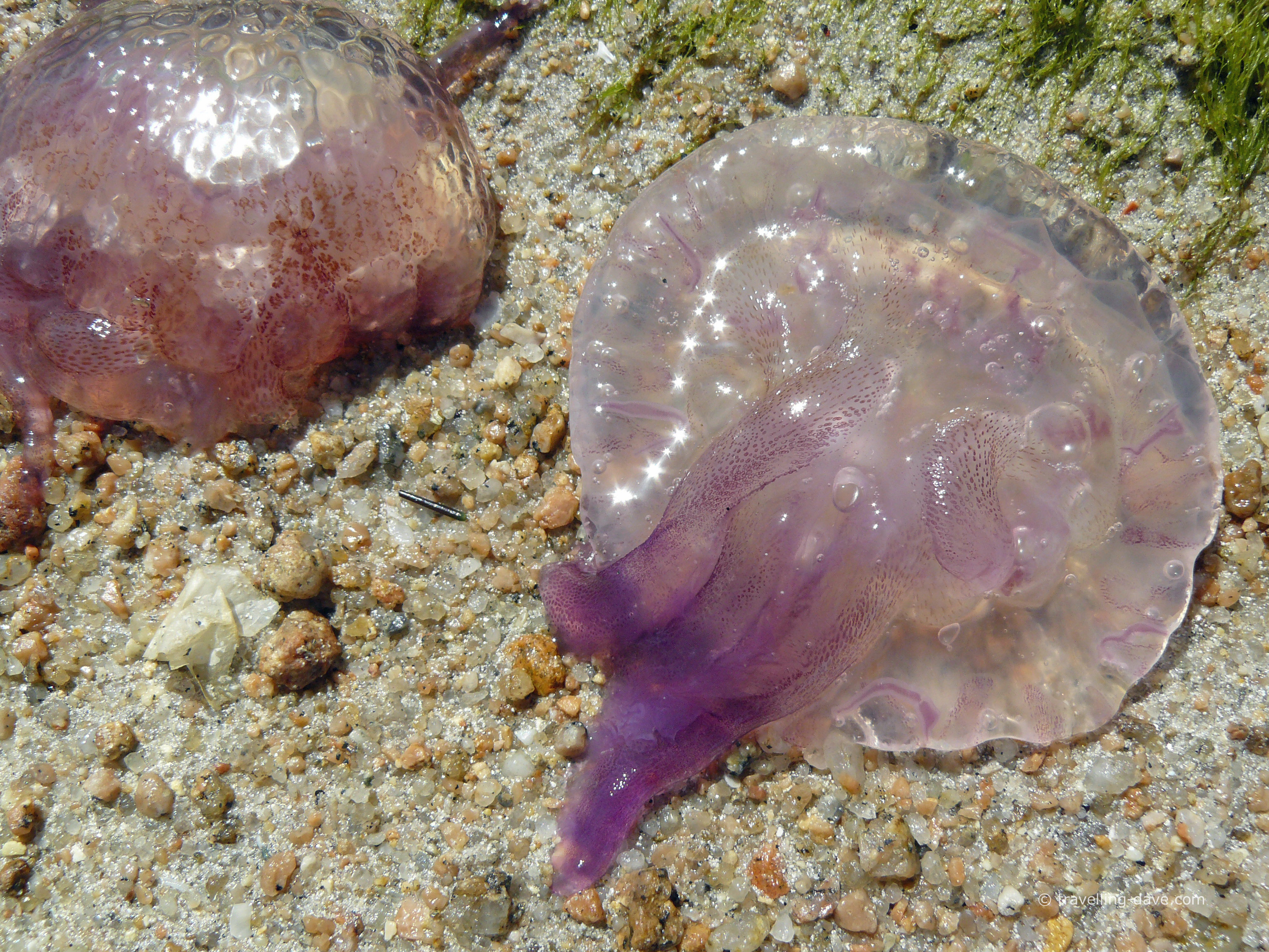Washed up jellyfish on the beach