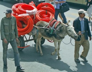 A donkey cart on the street in Marrakech