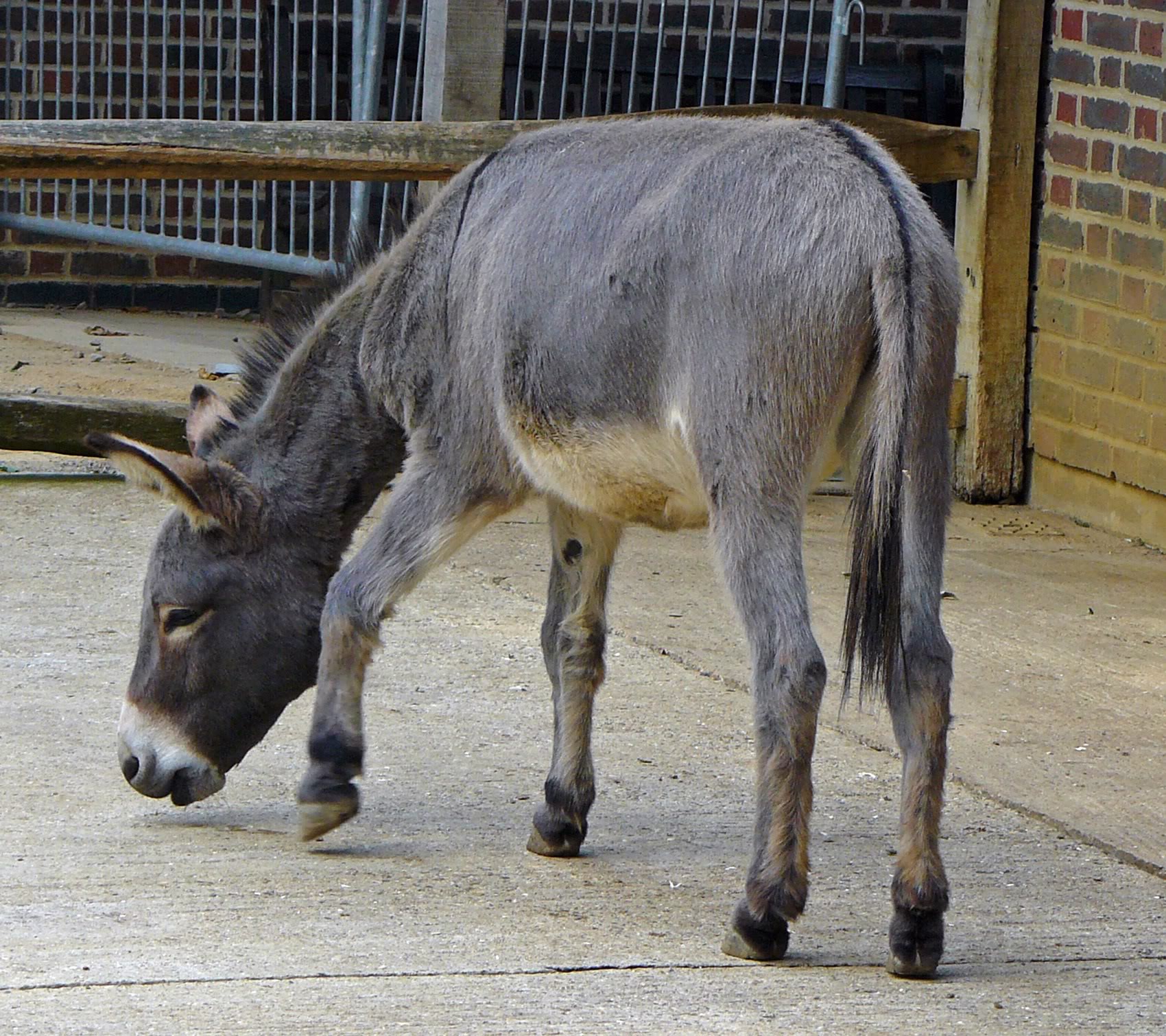 One of London Zoo donkeys