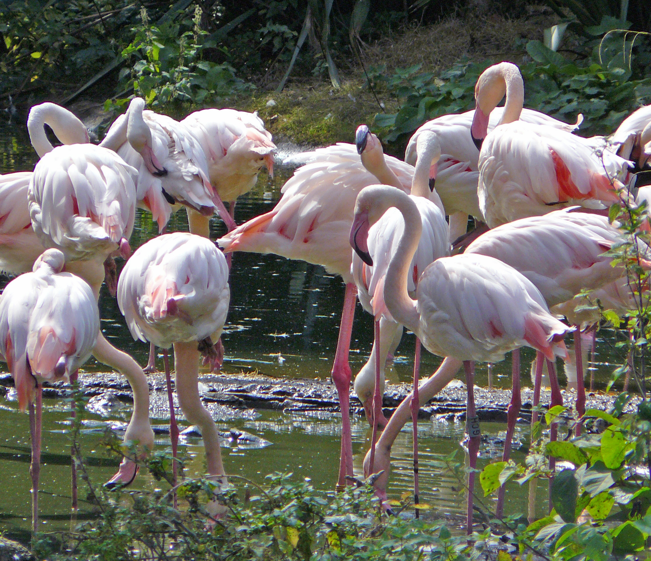 London Zoo pink flamingos