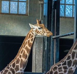 One of London Zoo giraffes