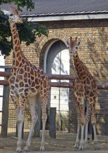 Two of London Zoo giraffes