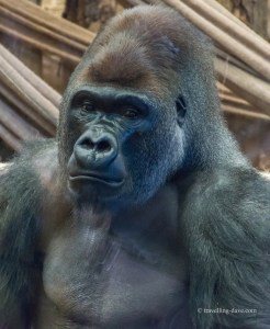 One of London Zoo gorillas