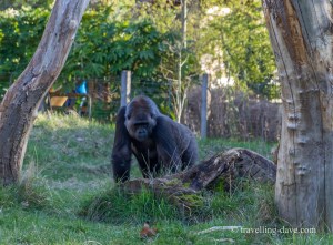 One of the gorillas at London Zoo