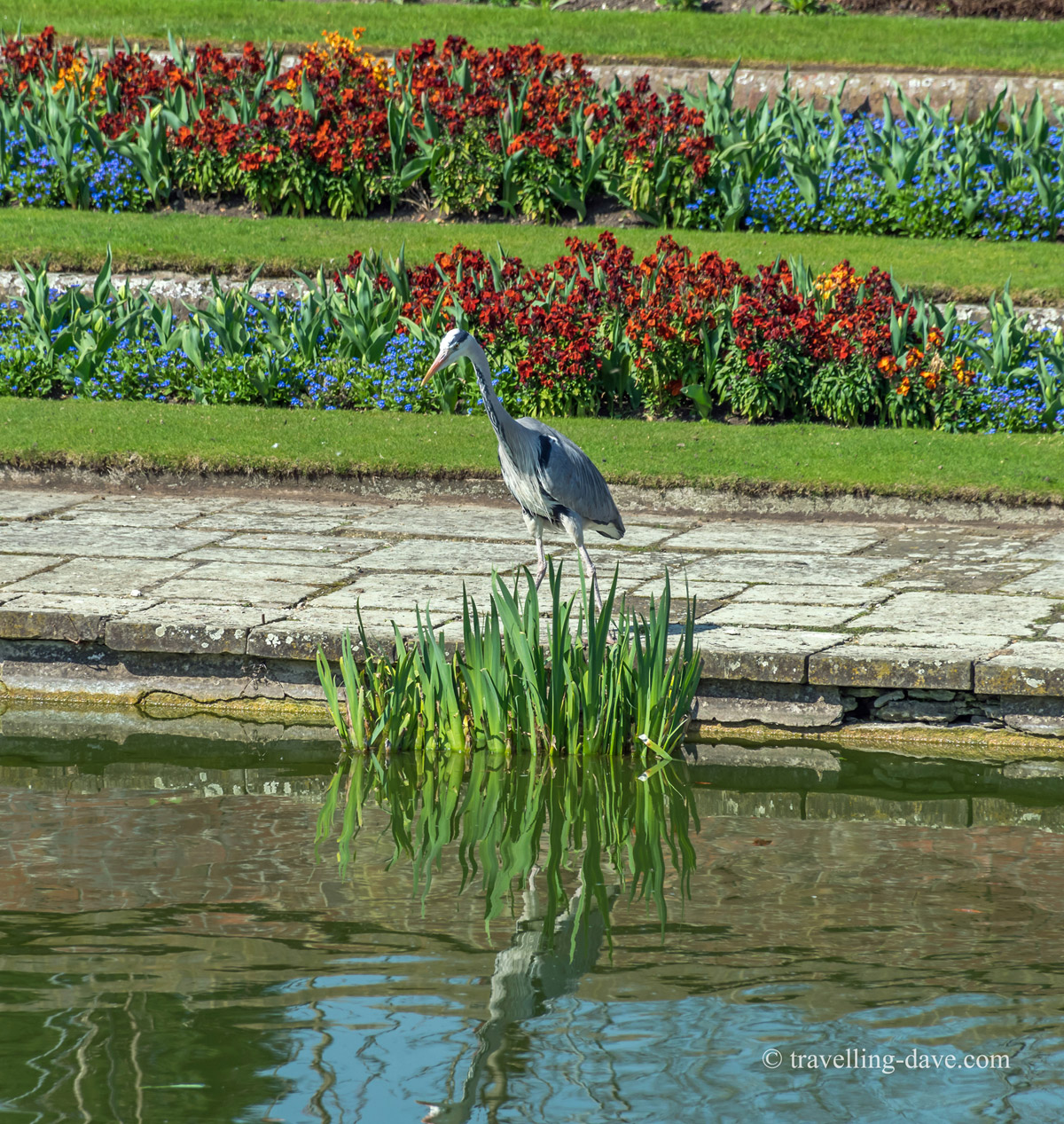 A heron standing in the garden at Kensington Palace