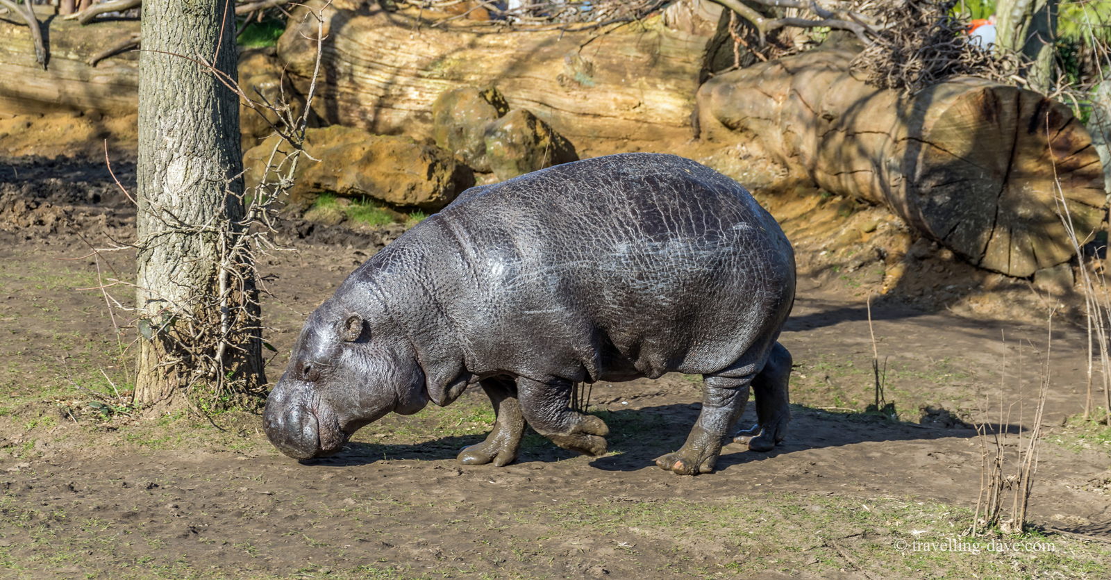 One of London Zoo pygmy hippos