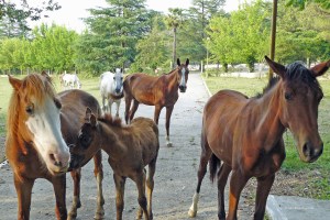 Some horses seen in Peze in Albania