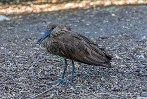 One of the birds at the African Bird Safari at London Zoo