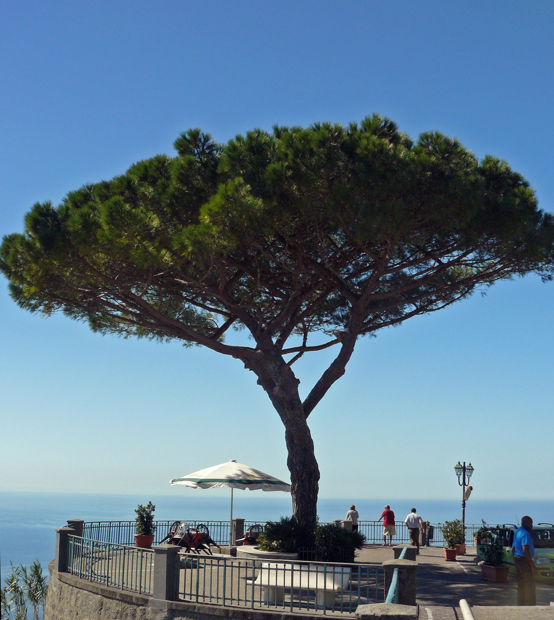 Tree by a lookout point in Ischia