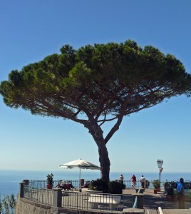 Tree by a lookout point in Ischia