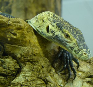 London Zoo resident Komodo Dragon