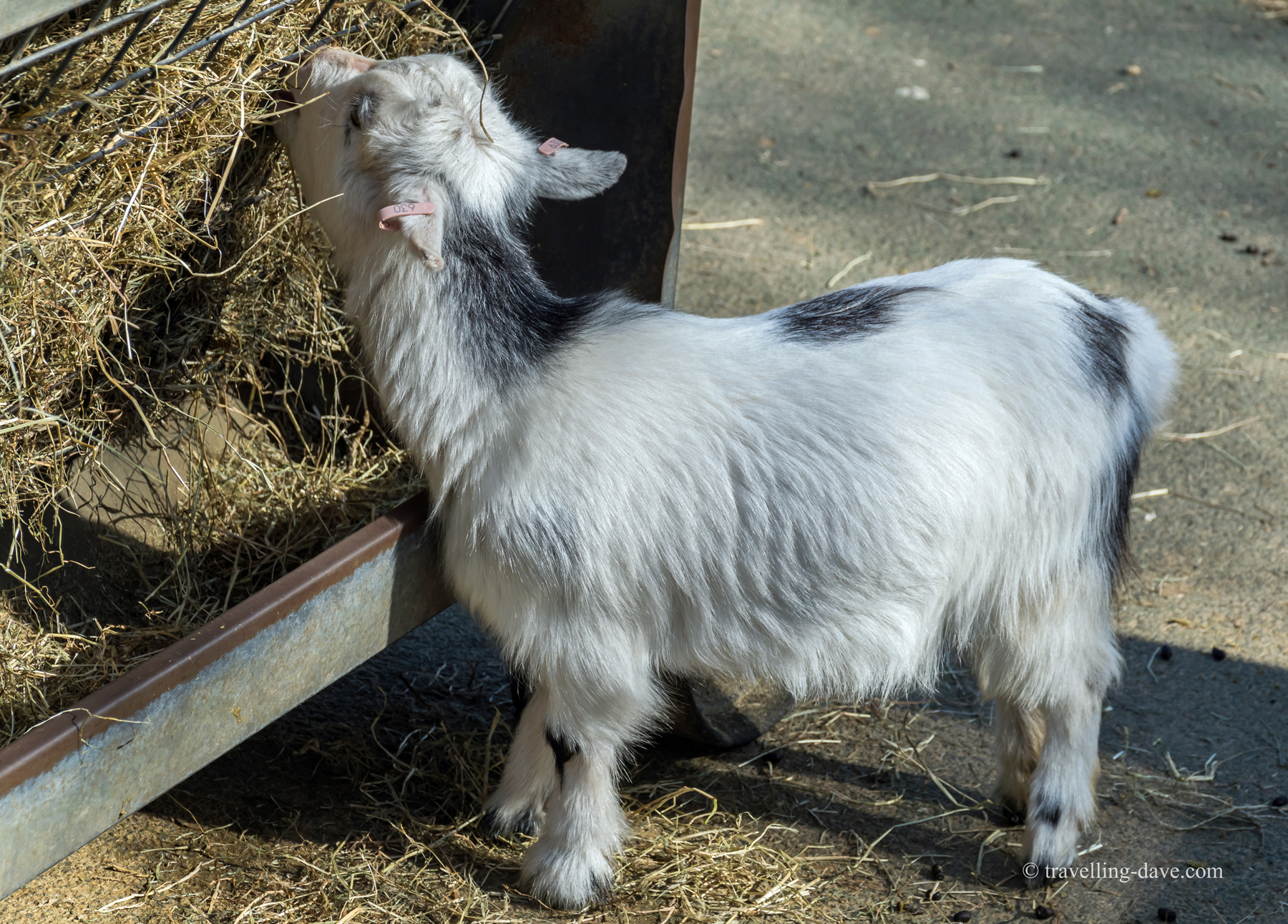 One of London Zoo lambs