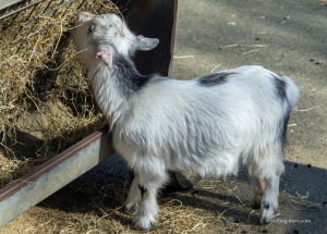 One of London Zoo lambs
