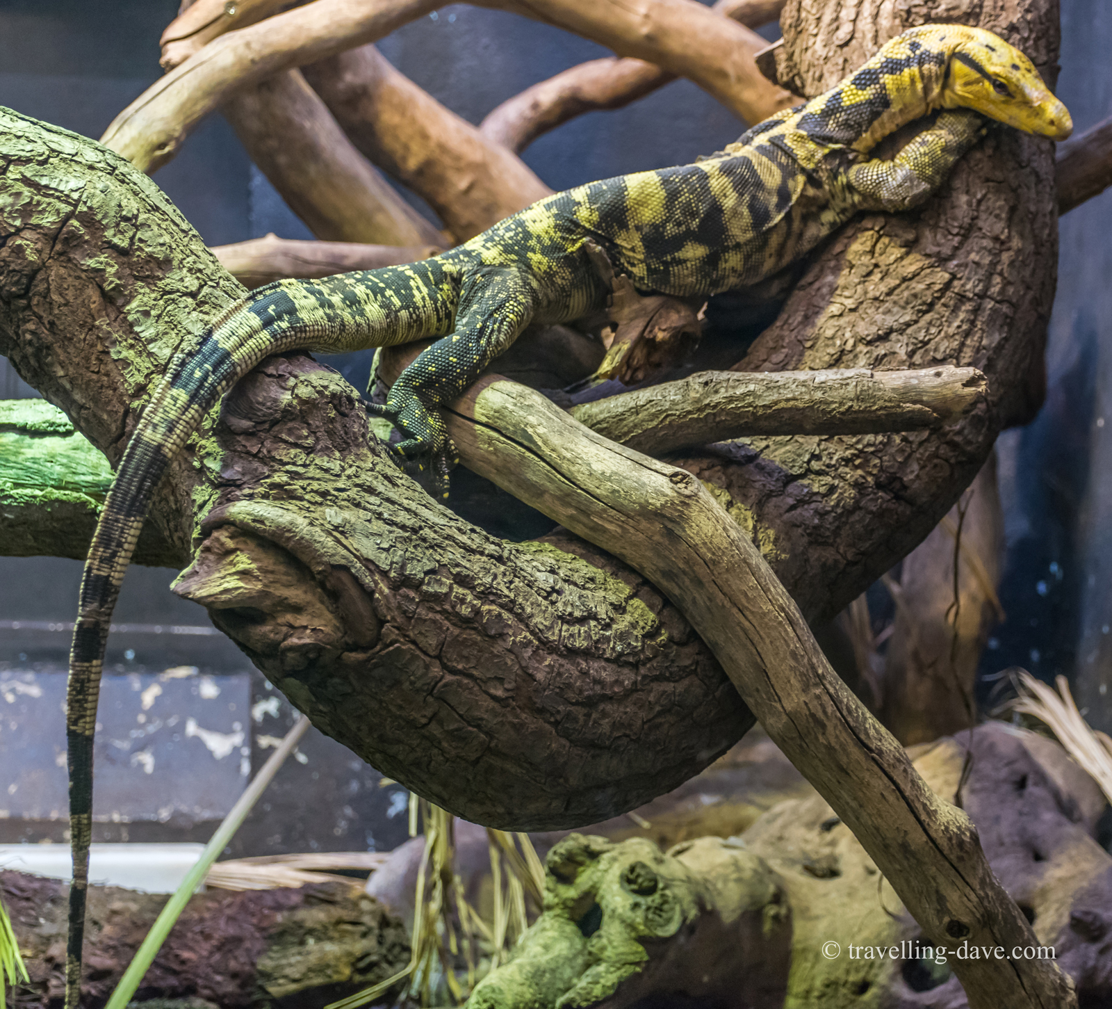 One of London Zoo lizards