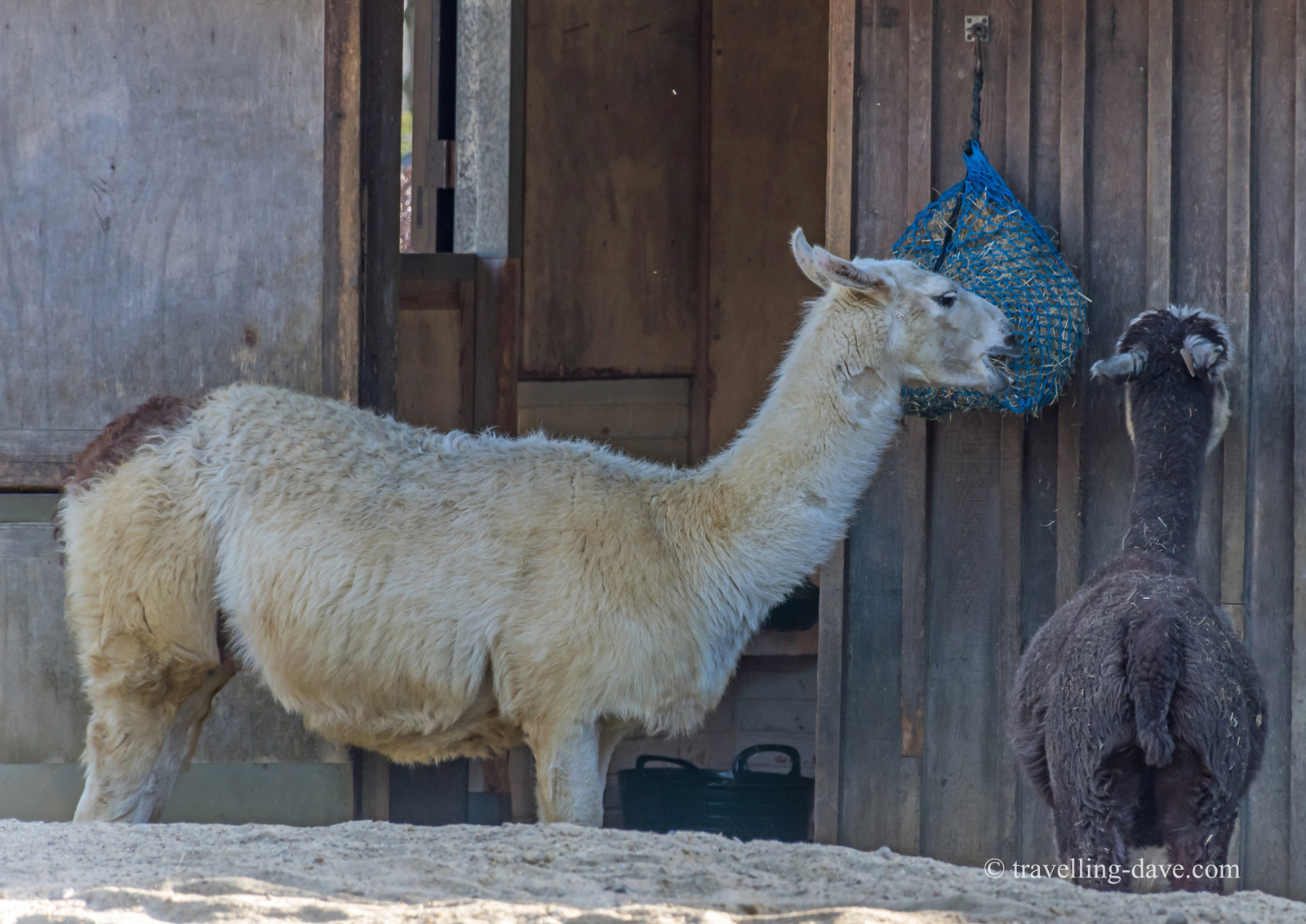 London Zoo llamas