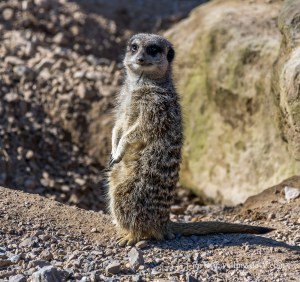 One of London Zoo meerkats