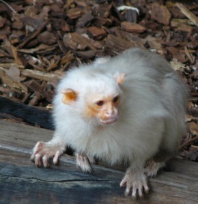 One of London Zoo white monkeys