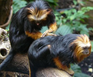 Two of London Zoo monkeys