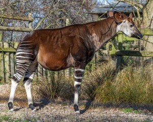 One of London Zoo okapis