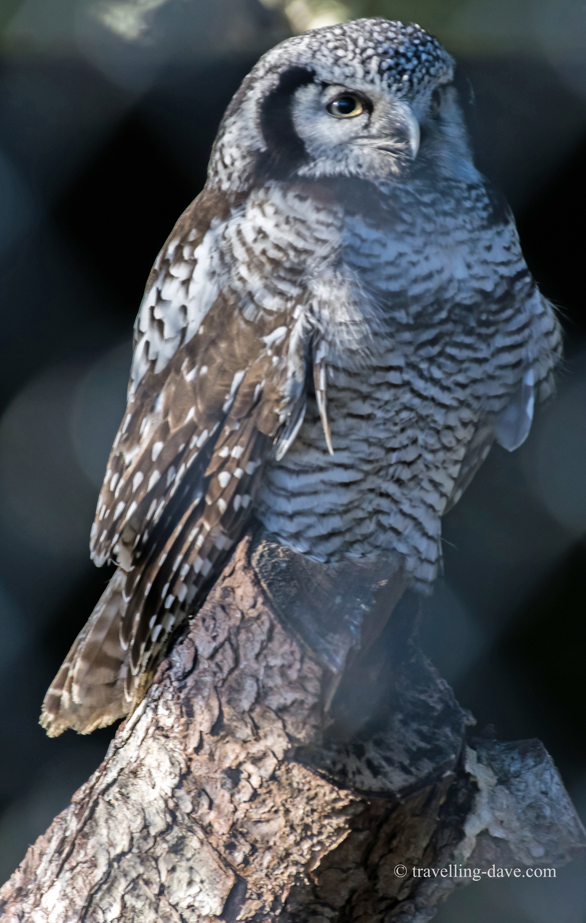 One of London Zoo owls