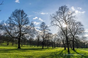 The sun through the trees at Greenwich Park