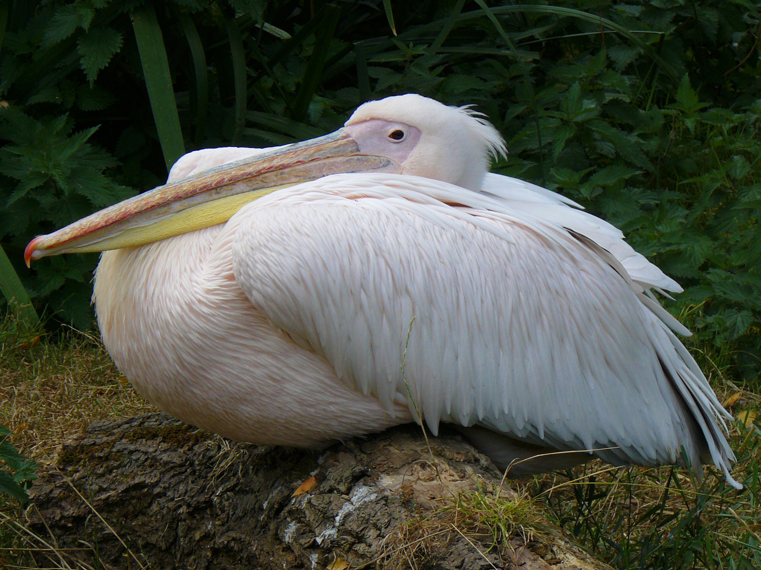 One of London Zoo pelicans