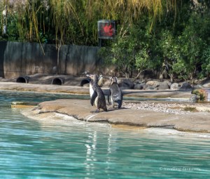Two penguins by the pool at London Zoo