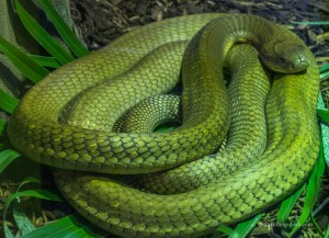 One of London Zoo snakes