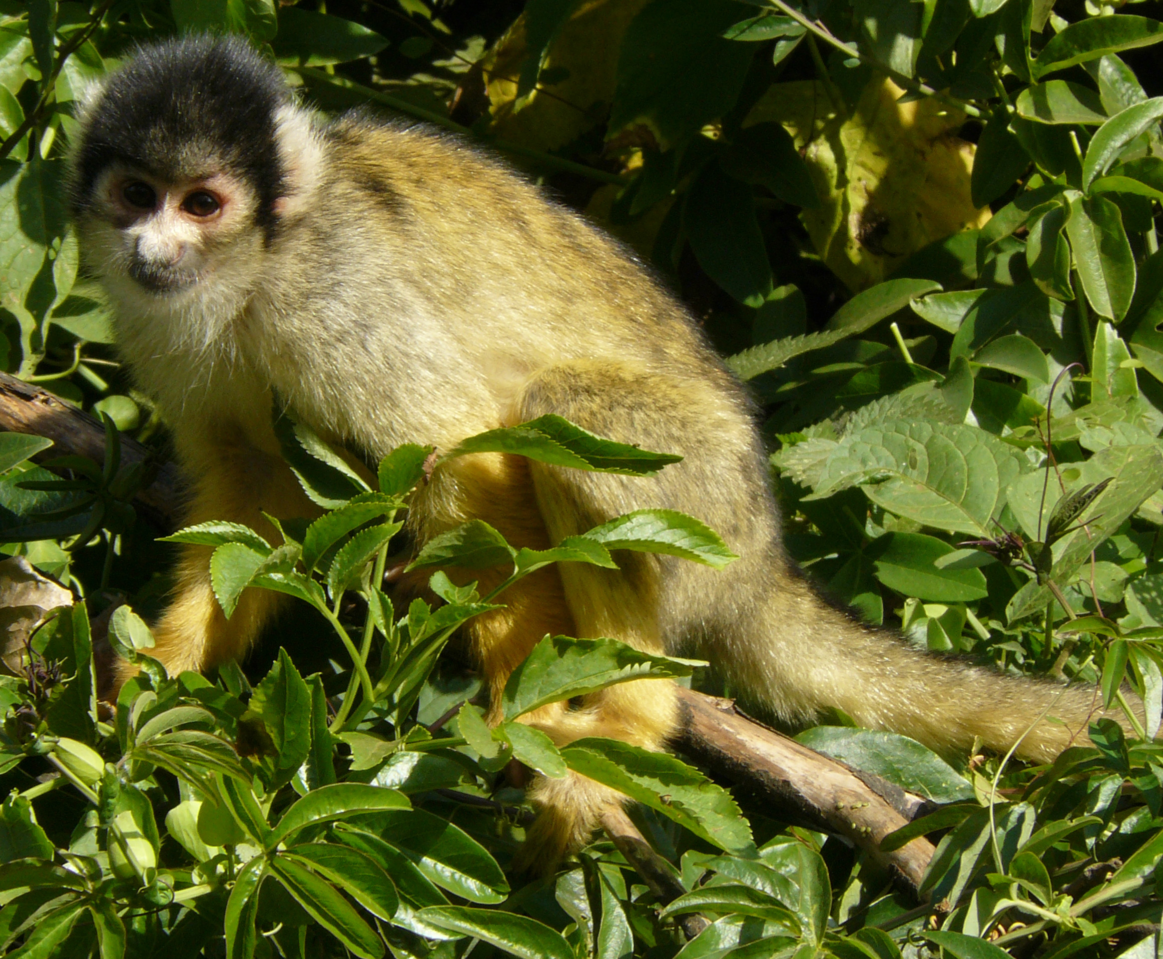 One of London Zoo Squirrel monkeys