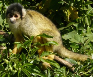 One of London Zoo Squirrel monkeys