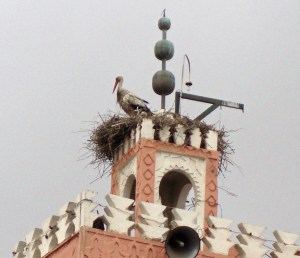 One of the many storks in Marrakech