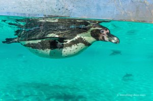 One of London Zoo penguins underwater