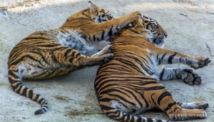 Two of London Zoo tigers