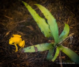 A small yellow frog at the Reptile House at London Zoo