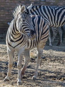 Two of London Zoo zebras