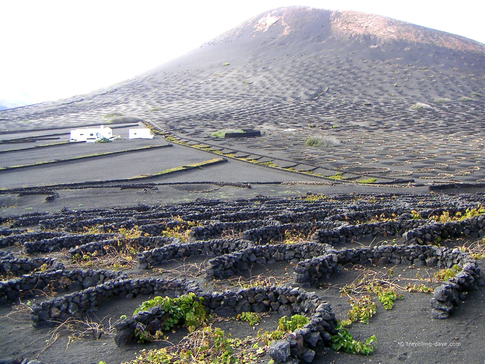 Vineyards in the lava fields in Lanzarote