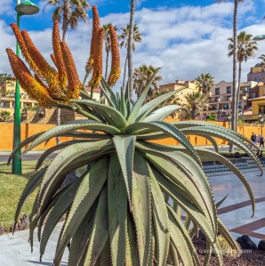 A plant and flower in Tenerife